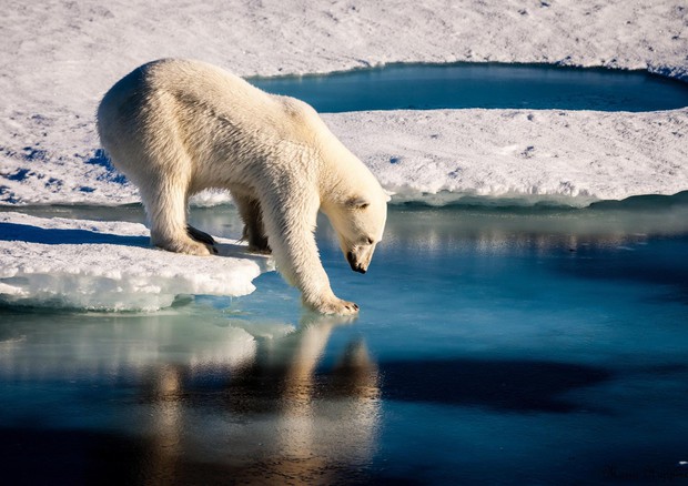 Sos orsi polari, sempre meno ghiaccio nell'Artico (foto: Mario Hoppmann) © ANSA