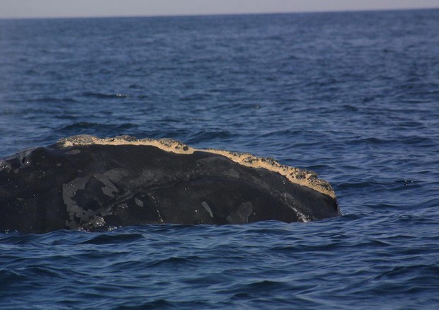 Balena franca nordatlantica © Ansa