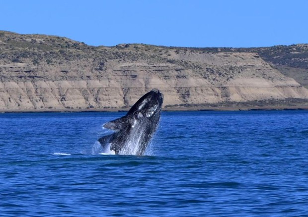 Più sorveglianza balene del santuario, 16 giornata mondiale © ANSA