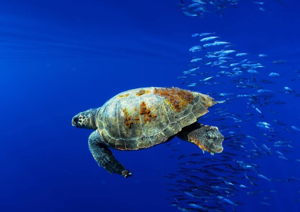 Una tartaruga Caretta caretta nuota seguita da un banco di pesci vicino alla costa a sud ovest della Sardegna. Catamaran Oceana Ranger Mediterranean Expedition. June 2006 EUO © OCEANA Juan Cuetos © Ansa