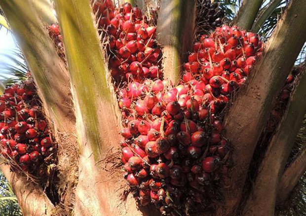 Ue verso divieto dell'uso di olio di palma non certificato in biodiesel © ANSA