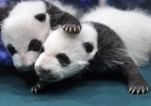 Primo festival in Cina per la difesa del Panda gigante © AP