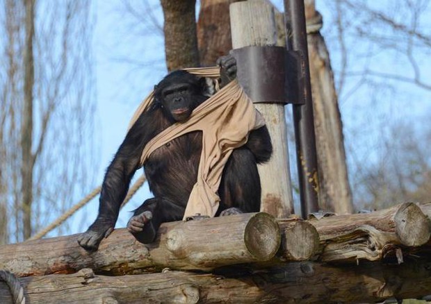 Lo scimpanzè Davidino © Ansa