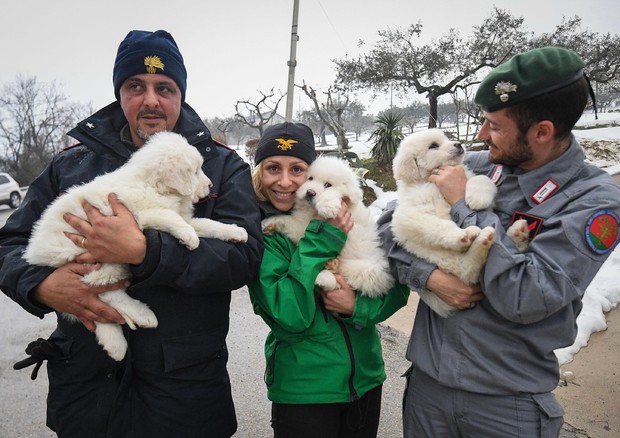 3 puppies found alive in Italy avalanche © ANSA