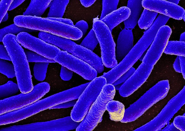 Osservato un 'flash mob' con milioni di batteri E. coli (fonte: NIAID) © Ansa