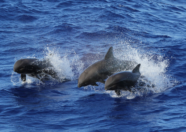 Cetacei della famiglia dei delfini (fonte: NOAA, Andrea Bendin) © Ansa
