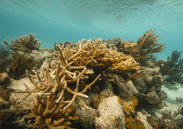 La barriera corallina del Belize © ANSA