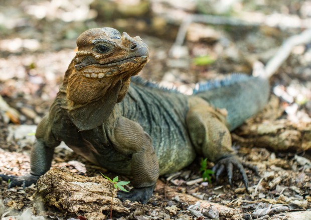 IguanaMona (Credit: Island Conservation/Tommy Hal)  © Ansa