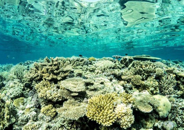 Grande barriera corallina - Foto: Peter J. Mumby © ANSA