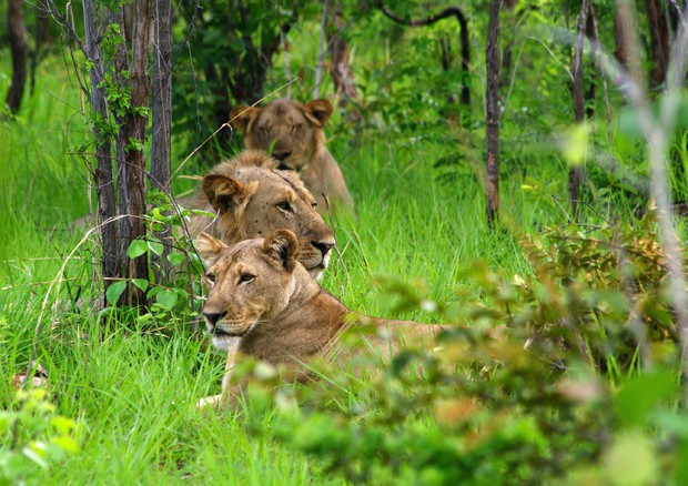 Niassa National Reserve (Foto: JEAN-BAPTISTE DEFFONTAINES) © ANSA