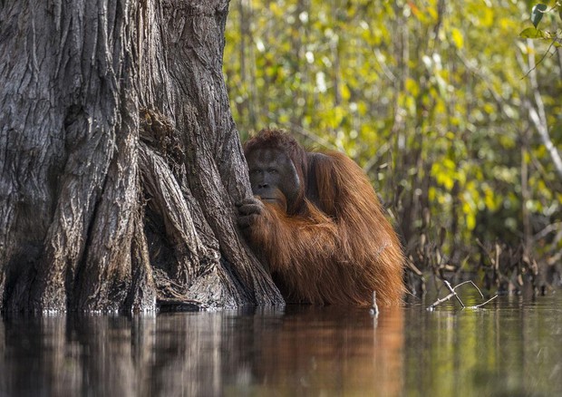Orango del Borneo. Foto di Jayaprakash Joghee Bojan / 2017 National Geographic Nature Photographer of the Year © ANSA