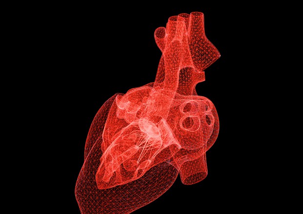 Scoperto il meccanismo che causa la morte cardiaca improvvisa © Ansa