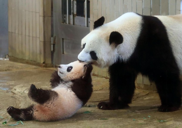Il piccolo panda Xiang Xiang con la sua mamma © AP