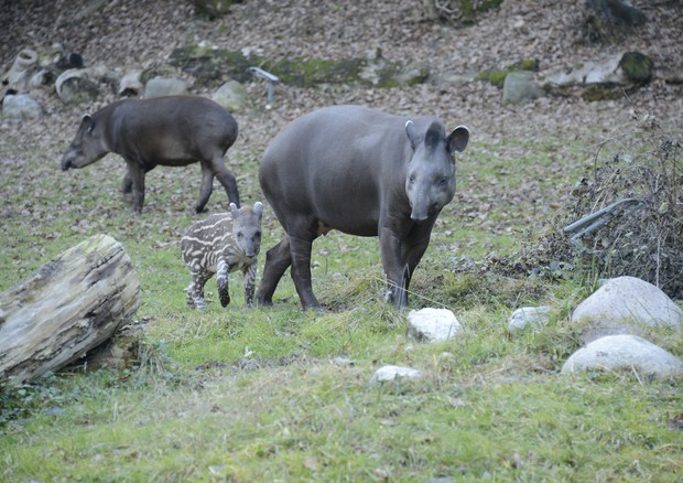 Alba, la piccola di tapiro ultima nata dell'anno al Parco Natura Viva © Ansa