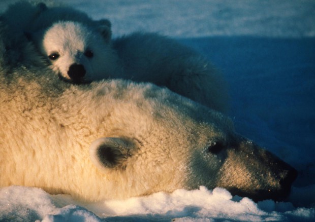 Orso polare (foto Svein B. Oppegaard WWF) © ANSA