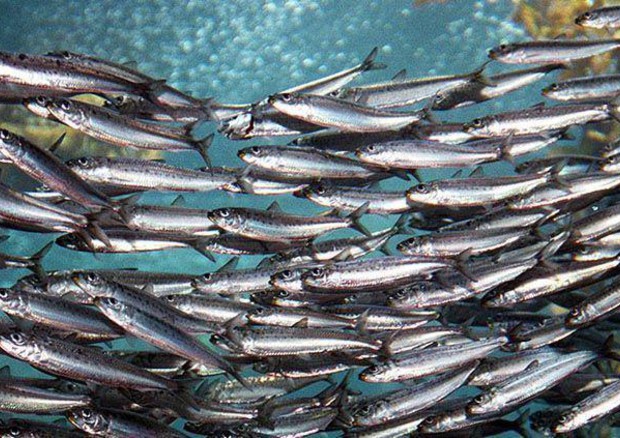 'sardine' © ANSA