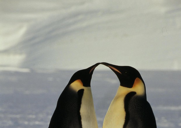 Pinguino imperatore - foto Fritz Plking / WWF © ANSA