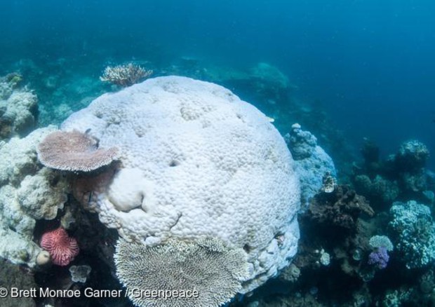 Sos coralli (foto: Brett Monroe Garner / Greenpeace) © ANSA