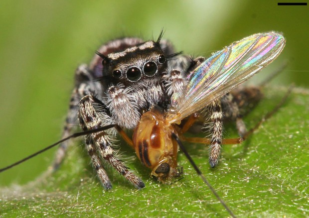 I ragni mangiano da 400 a 800 milioni di tonnellate di prede ogni anno (fonte: David E. Hill, Peckham Society, Simpsonville, South Carolina) © Ansa