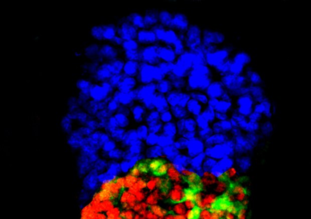 Embrione artificiale di topo (fonte: Berna Sozen-Kaya, Zernicka-Goetz Lab, University of Cambridge) © Ansa