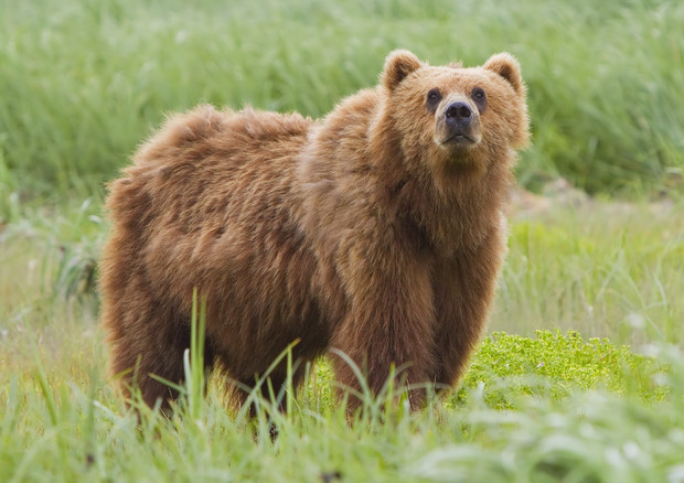 L'orso Kodiak o orso dell'Alaska © Ansa
