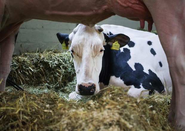 Quote latte: Regioni propongono proroga procedure riscossione © ANSA