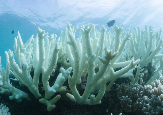 Lo sbianchiamento dei coralli. Fonte WWF © ANSA