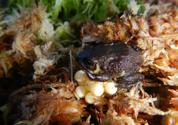 Una rana della gomma di Attenborough custodisce le uova (credit: Dr. Edgar Lehr) © ANSA