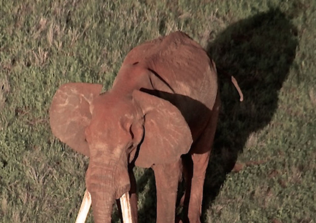 Ucciso in Kenya Satao 2 raro elefante con zanne giganti (Tsavo trust) © ANSA