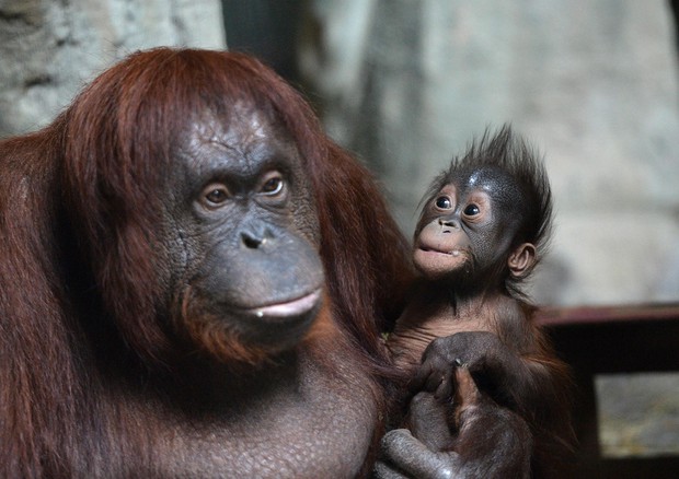 Un orango e il suo cucciolo © AP