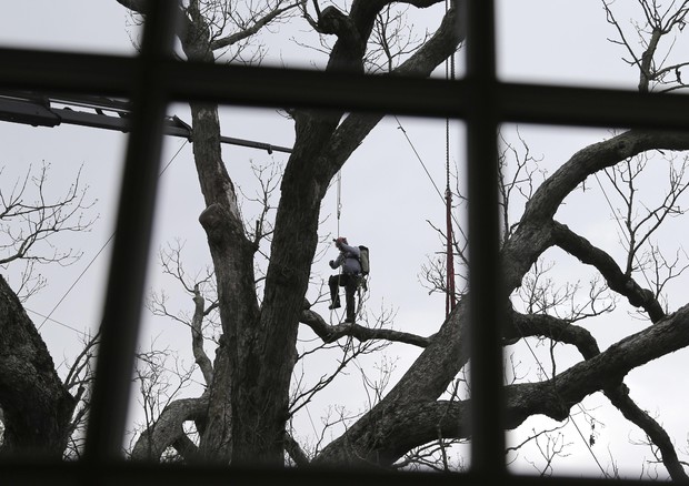 Nel New Jersey, la quercia vecchia 600 anni è stata dichiarato 'morta' dopo che negli ultimi due anni non ha più messo foglie e ha mostrato segni di cedimento. Nella foto le operazioni di rimozione dell'albero © AP