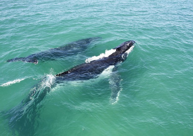 Giappone riprende caccia alle balene, uccisi 333 esemplari © Ansa