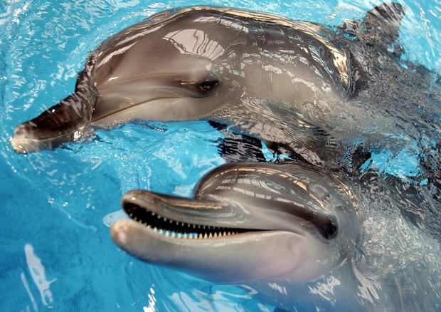Messico, delfini addestrati e un santuario per salvare focene © ANSA