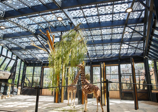 Casa ad energia solare per giraffe allo zoo di Vienna (foto: DANIEL ZUPANC) © ANSA