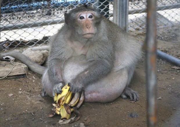 Zio Grasso, il Macaco ricoverato presso il centro di recupero, segue una dieta a base di banane © AP