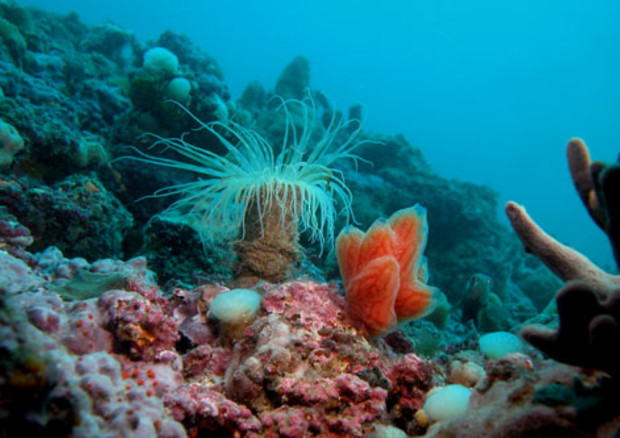 svelata l’origine delle “Tegnùe”, i coralli di Venezia (Foto Cnr Ispra) © Ansa