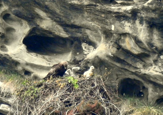 I due piccoli di aquila reale nati sui Monti della Laga (fonte: Alfredo Cristallini/amatricenews.it) © Ansa
