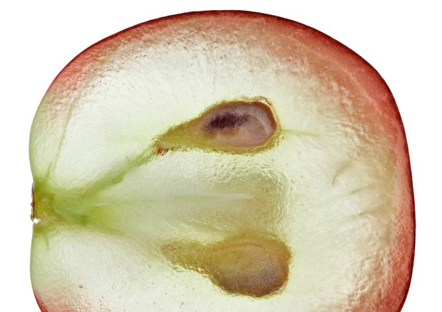 Estratto di uva può proteggere contro il cancro al colon © Ansa