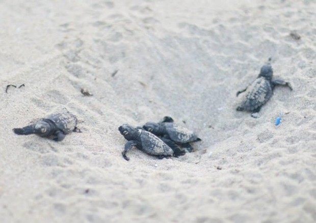 Vademecum WWF sul soccorso alle tartarughe marine © ANSA