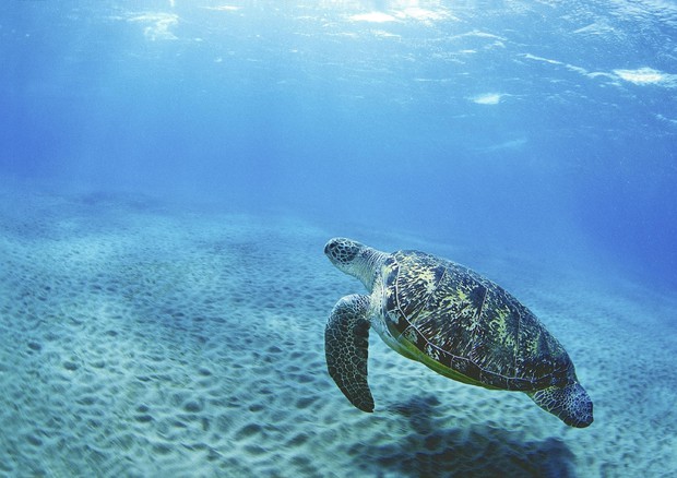 In due anni -85% pesca illegale alle Egadi, torna Foca Monaca, salvate 21 tartarughe © ANSA
