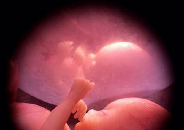 Trasfusioni e trapianto in utero, prima volta al mondo © Ansa