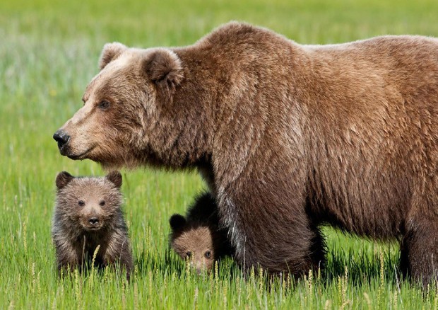 Un'orsa coi suoi cuccioli © ANSA
