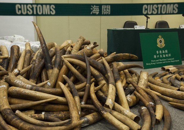 A Hong Kong il più grande sequestro d'avorio, de valore di 8 milioni di euro © EPA