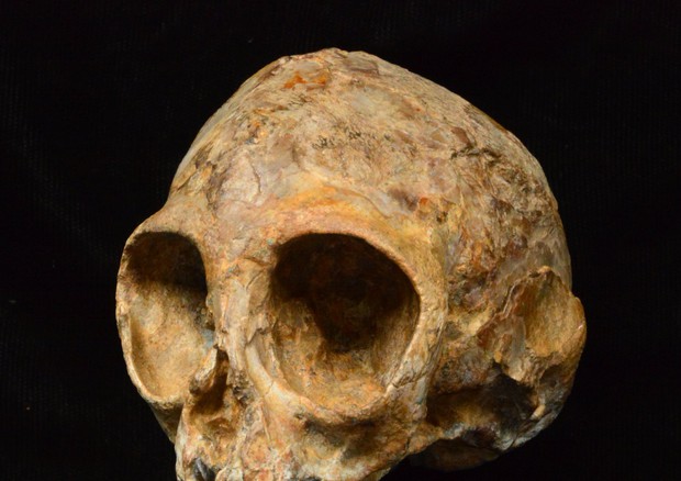 Il cranio di Alesi, l'antenato comune di scimmie e uomo (fonte: Fred Spoor) © Ansa