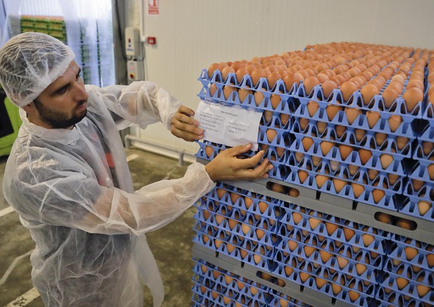 In Belgio allarme uova al fipronil dal 2016, ma no controlli © AP