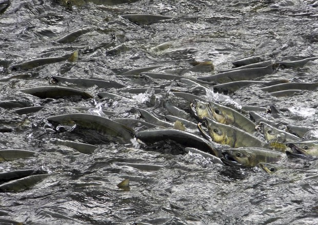 Salmoni d'allevamento © AP