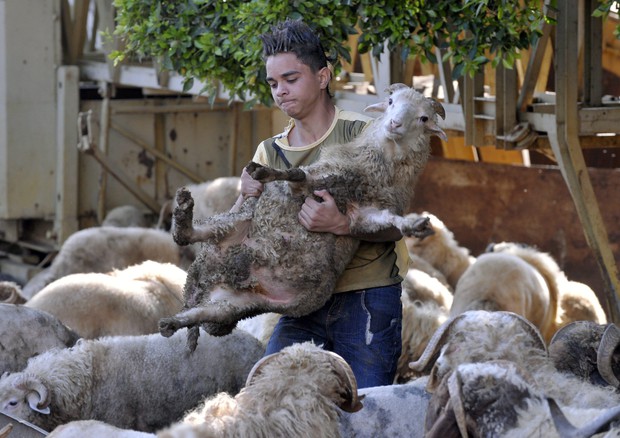 Pecore per la Festa del sacrificio © ANSA