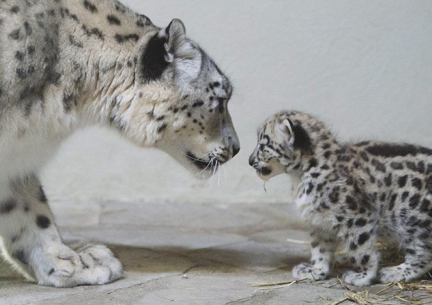 Salvare il leopardo delle nevi, petizione a summit 12 Paesi © ANSA