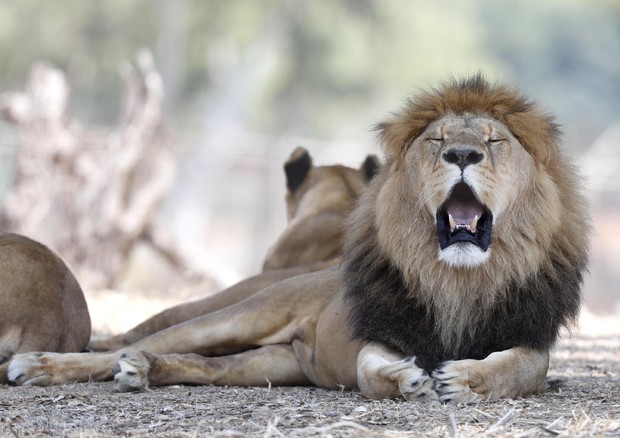 Sos per 're della foresta', leoni quasi dimezzati in 20 anni © ANSA