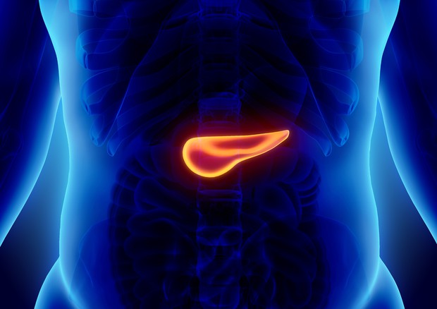 Cellule del pancreas iniziano a 'zoppicare' prima che malattia si manifesti © Ansa